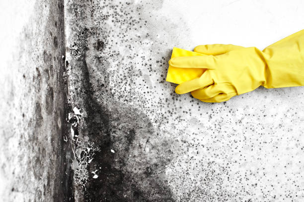 Best Mold Removal for HVAC Installations  in New Boston, OH